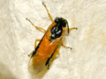 Arge ochropus